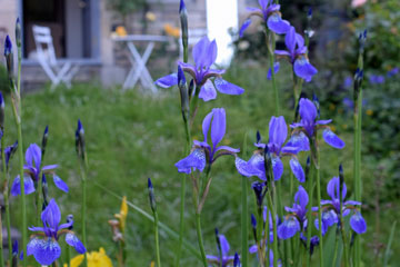 Town garden in Bath with exuberant planting